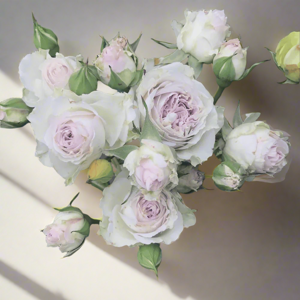 Shades of Grey – Gray-Purple Dutch Florist Rose (Own Root)