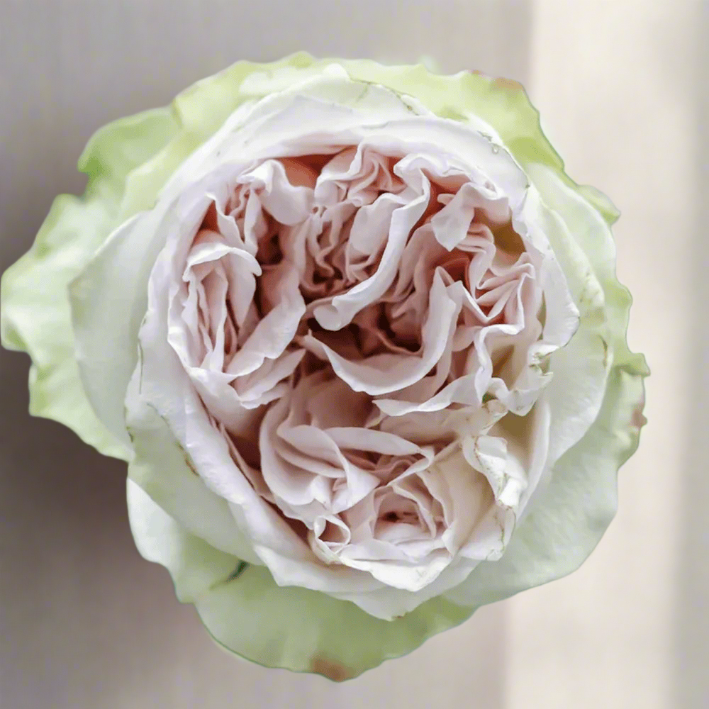 Shades of Grey – Gray-Purple Dutch Florist Rose (Own Root)
