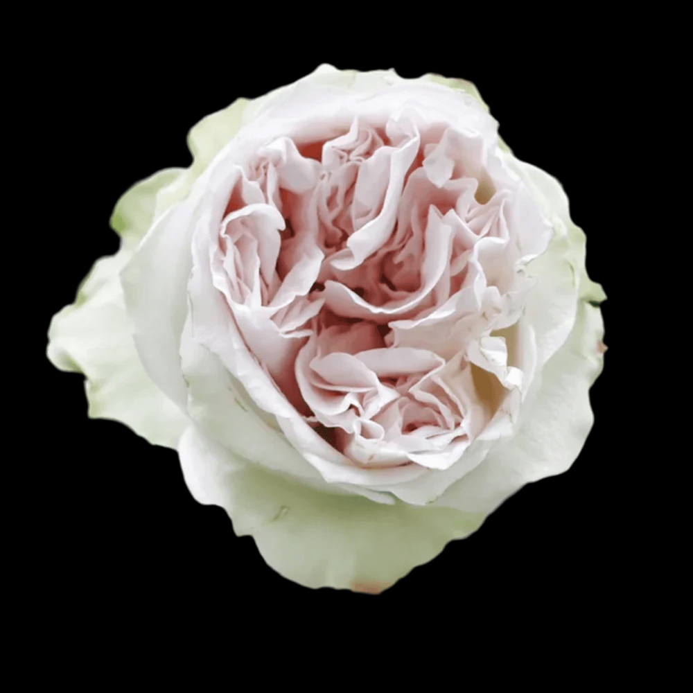 Shades of Grey – Gray-Purple Dutch Florist Rose (Own Root)