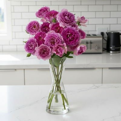 Sheherazad – Fragrant Deep Pink Japanese Shrub Rose (Own Root)