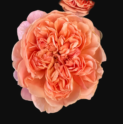 Silk Road – Orange & Pink Japanese Shrub Rose (Own Root)