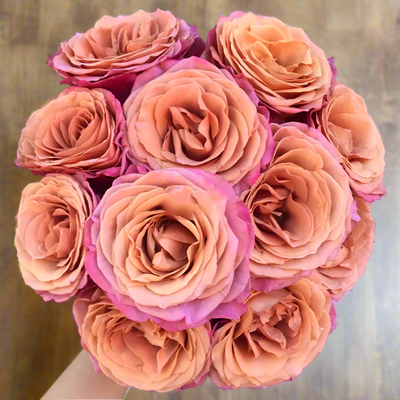 Single Malt – Pink-Brown Florist Shrub Rose from Netherlands (Own Root)
