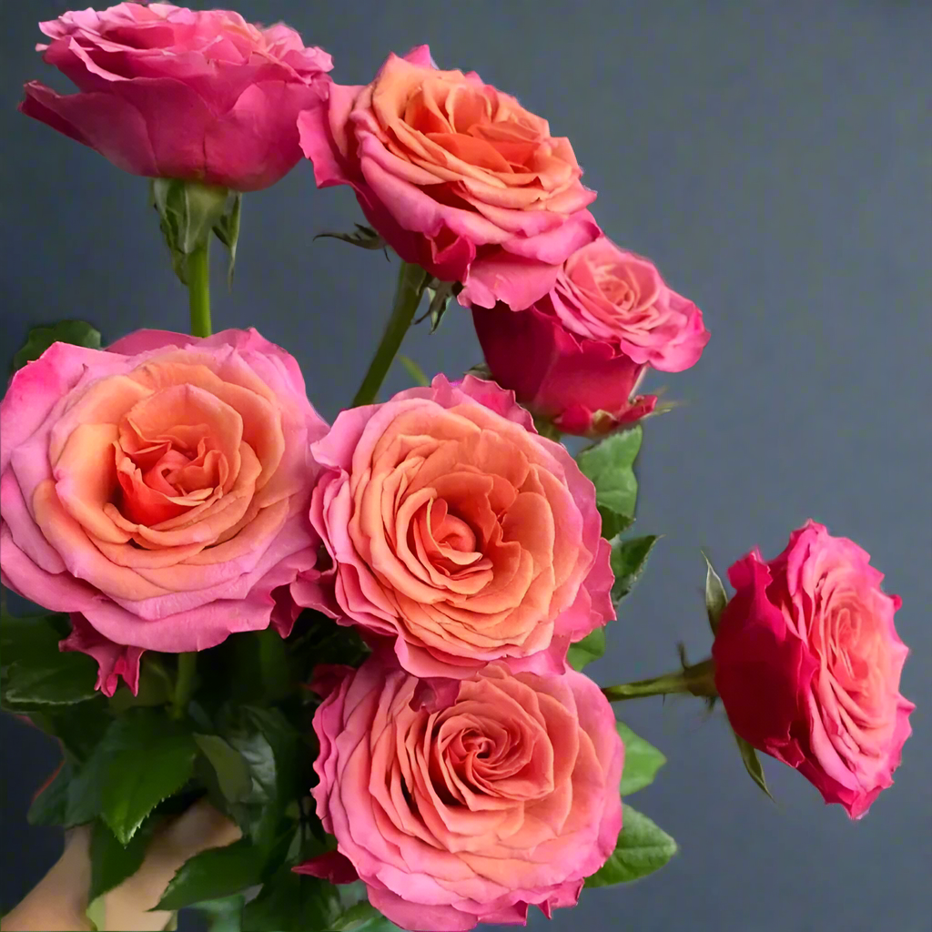 Single Malt – Pink-Brown Florist Shrub Rose from Netherlands (Own Root)