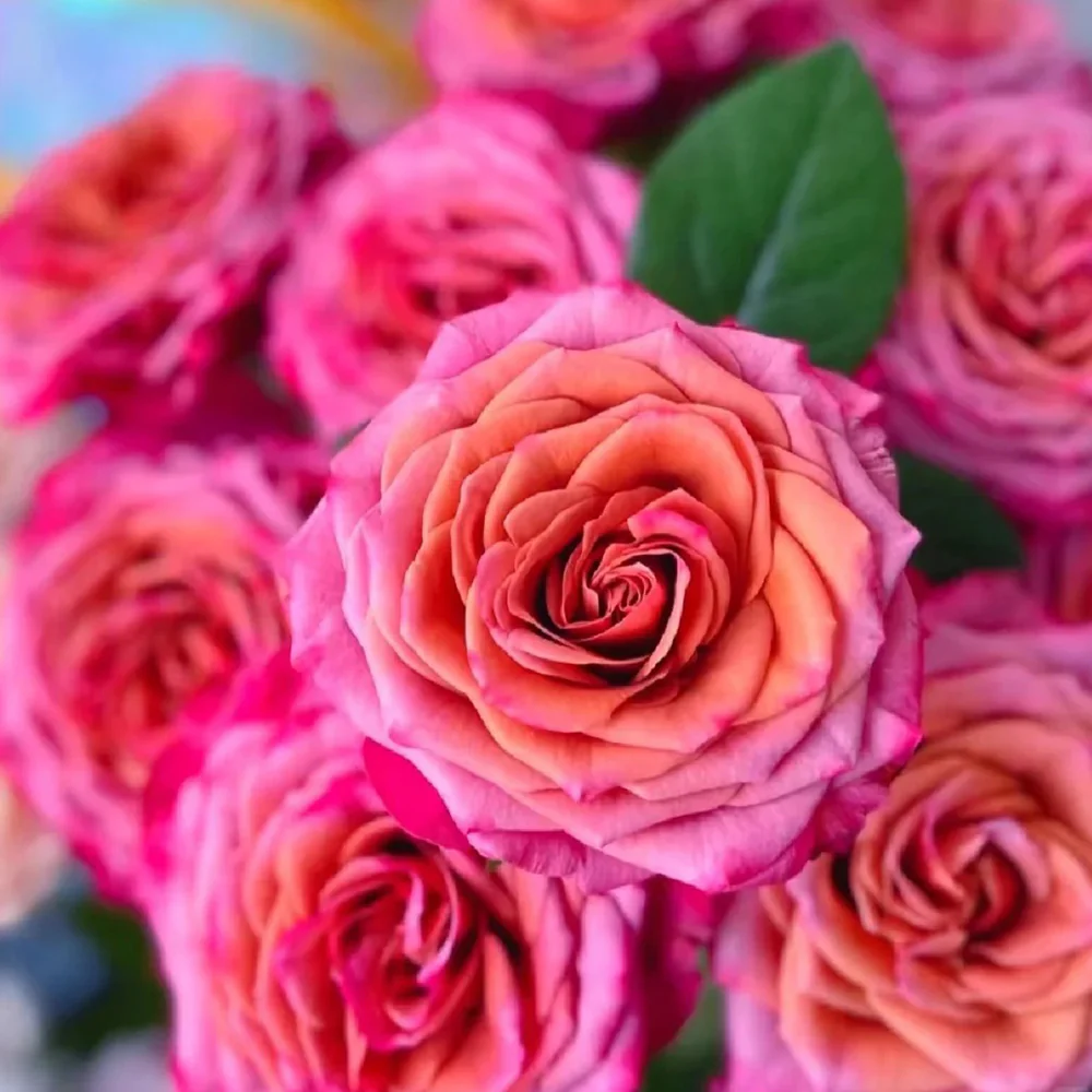 Single Malt – Pink-Brown Florist Shrub Rose from Netherlands (Own Root)