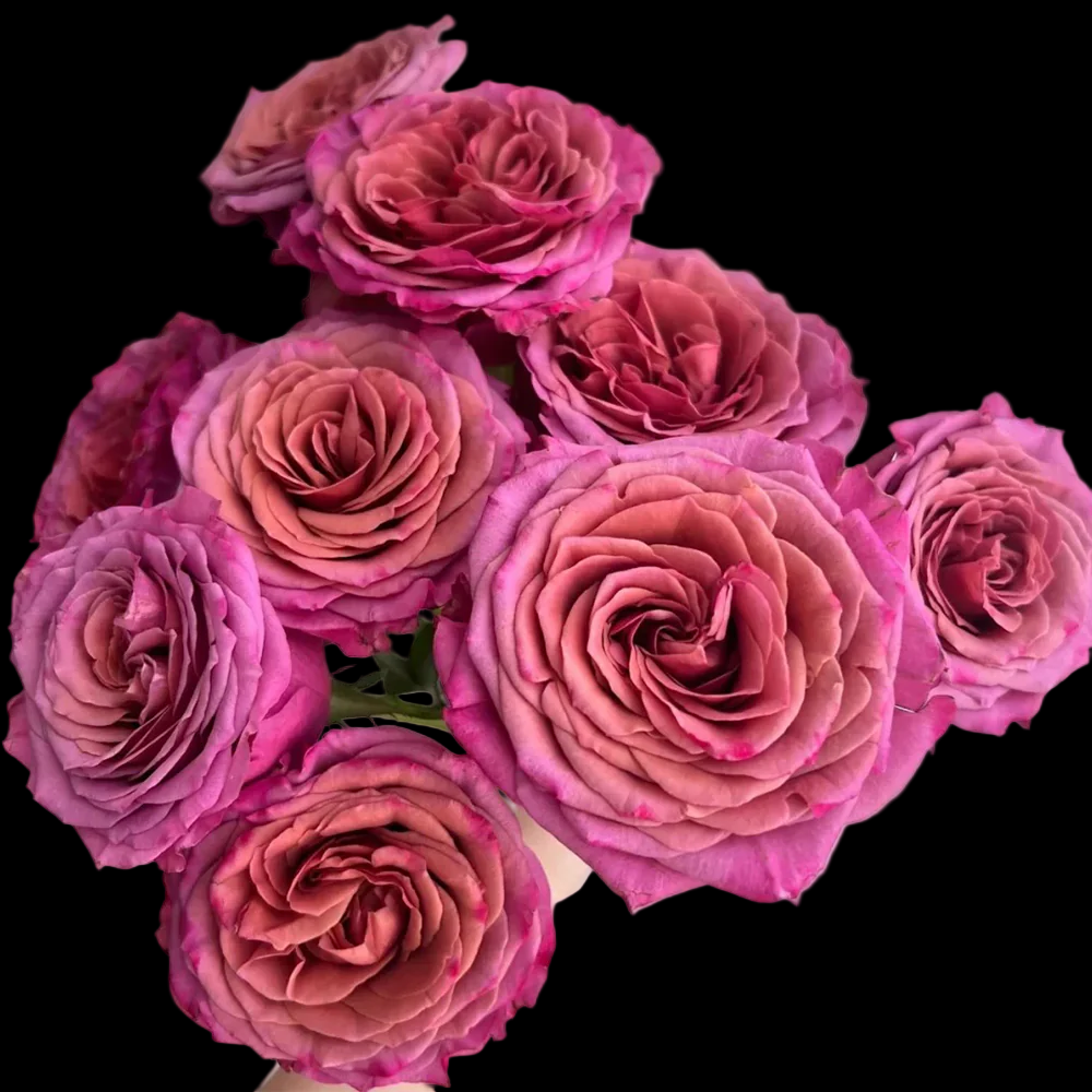 Single Malt – Pink-Brown Florist Shrub Rose from Netherlands (Own Root)