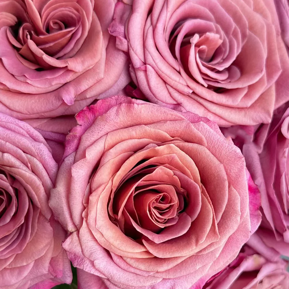 Single Malt – Pink-Brown Florist Shrub Rose from Netherlands (Own Root)