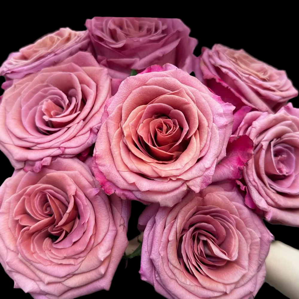 Single Malt – Pink-Brown Florist Shrub Rose from Netherlands (Own Root)