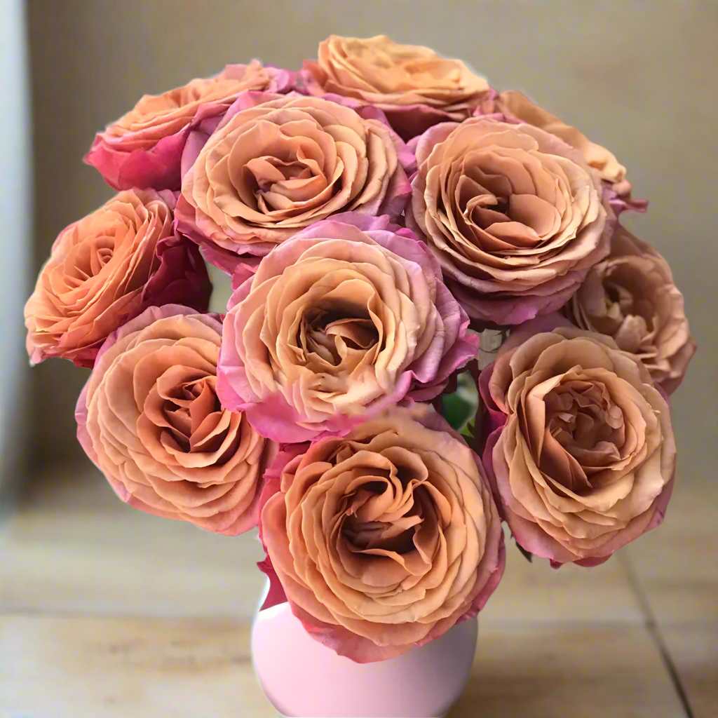 Single Malt – Pink-Brown Florist Shrub Rose from Netherlands (Own Root)