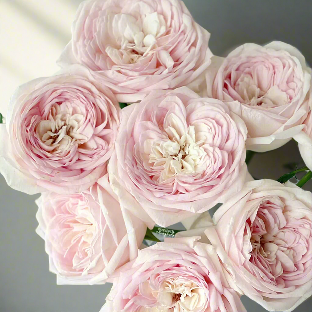 Special Bride – Pink & White Dutch Florist Rose (Own Root)