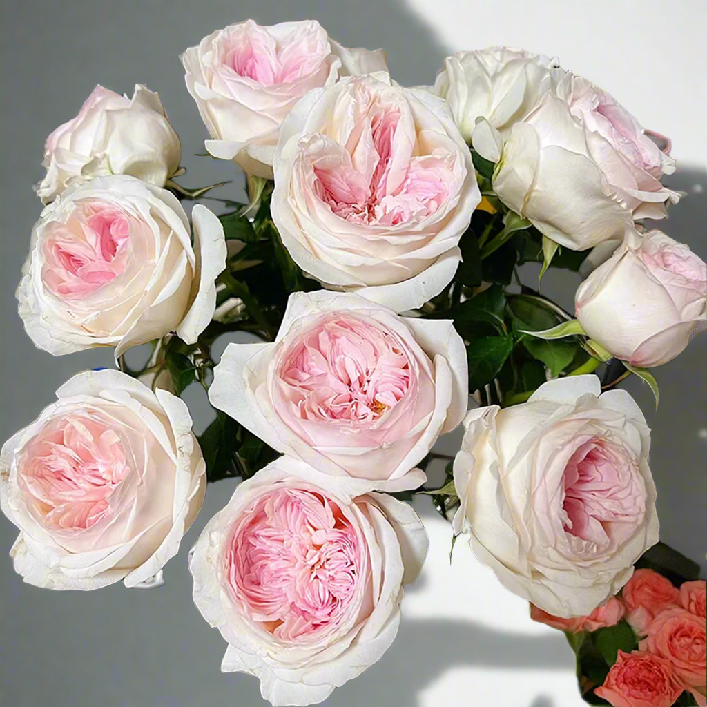 Special Bride – Pink & White Dutch Florist Rose (Own Root)