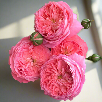 Summer Fireworks – Salmon-Pink Chinese Shrub Rose (Own Root)