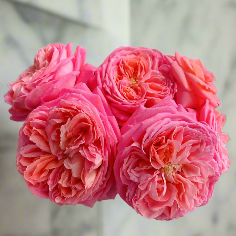 Summer Fireworks – Salmon-Pink Chinese Shrub Rose (Own Root)