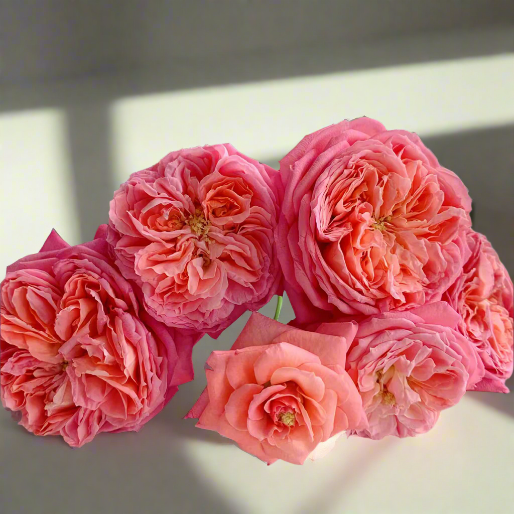 Summer Fireworks – Salmon-Pink Chinese Shrub Rose (Own Root)