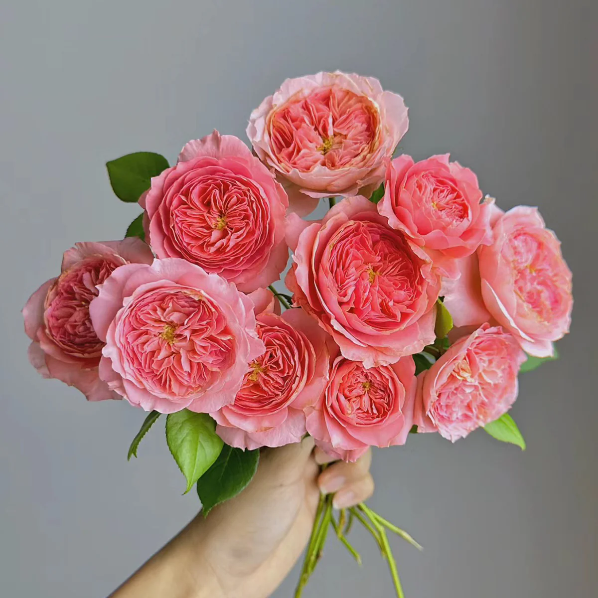 Summer Fireworks – Salmon-Pink Chinese Shrub Rose (Own Root)