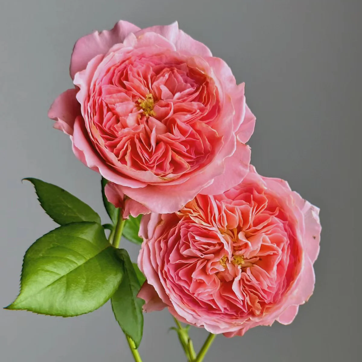 Summer Fireworks – Salmon-Pink Chinese Shrub Rose (Own Root)