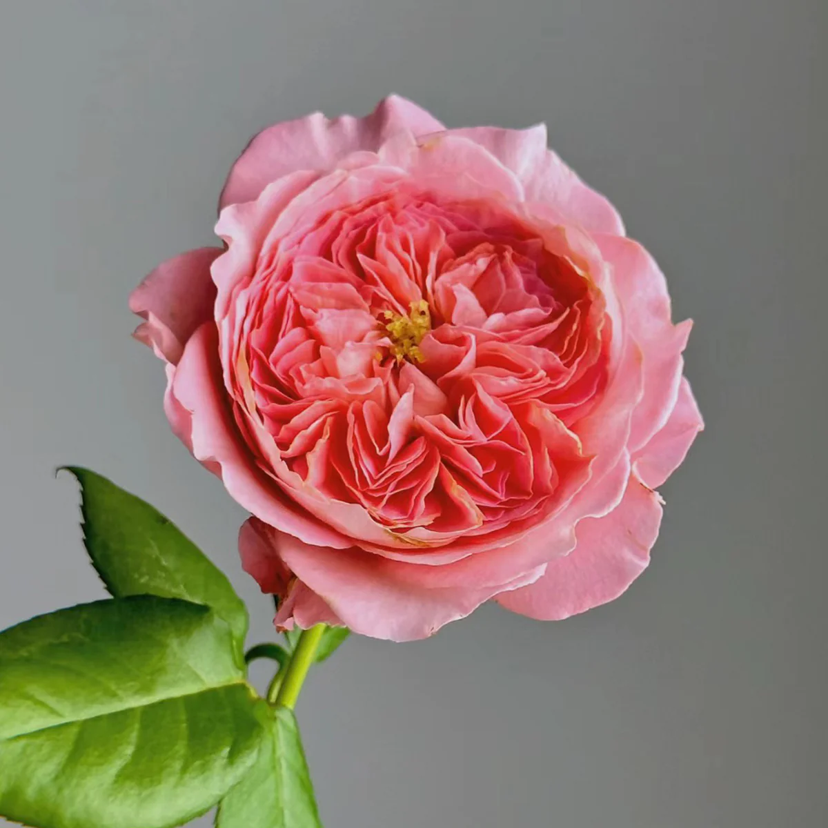 Summer Fireworks – Salmon-Pink Chinese Shrub Rose (Own Root)