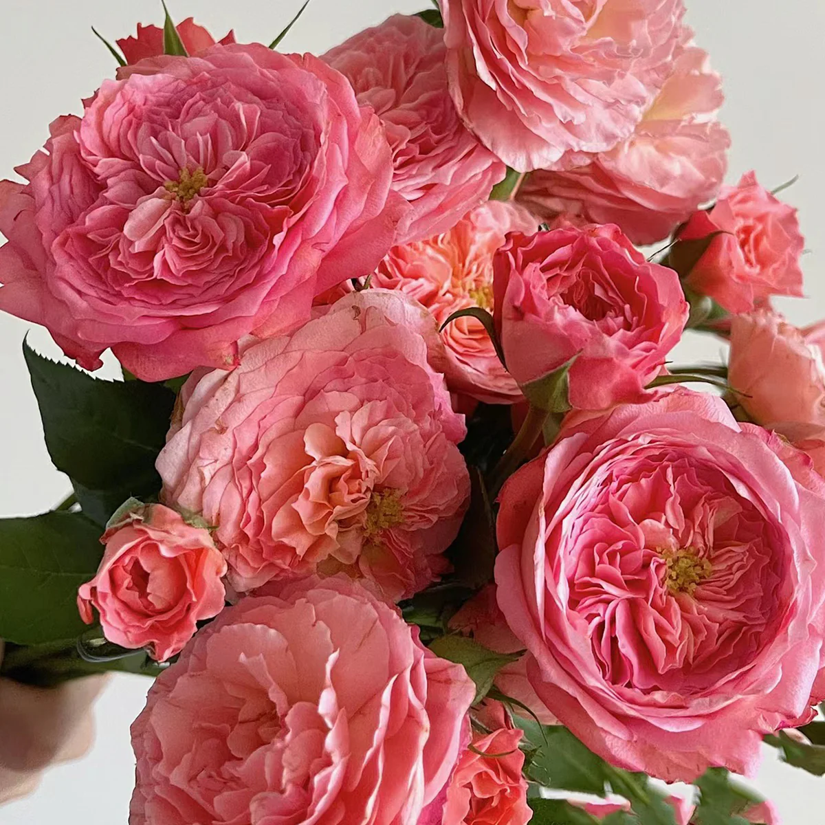 Summer Fireworks – Salmon-Pink Chinese Shrub Rose (Own Root)