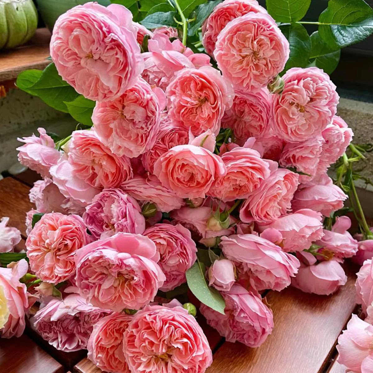 Summer Fireworks – Salmon-Pink Chinese Shrub Rose (Own Root)