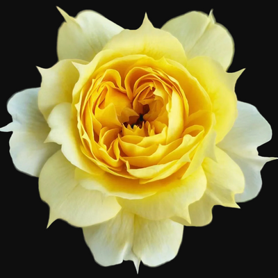 Sunny Antike – Golden Yellow German Florist Rose (Own Root)