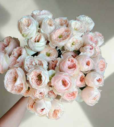 Sweet Diamond – Creamy White Dutch Florist Rose (Own Root)