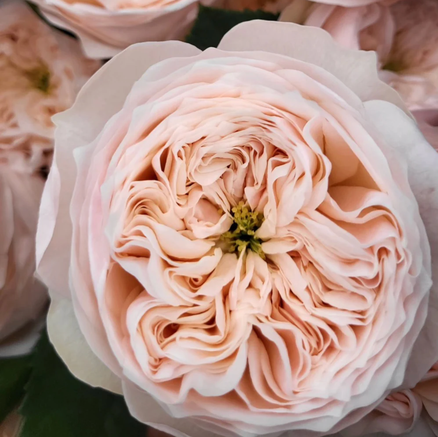 Sweet Diamond – Creamy White Dutch Florist Rose (Own Root)