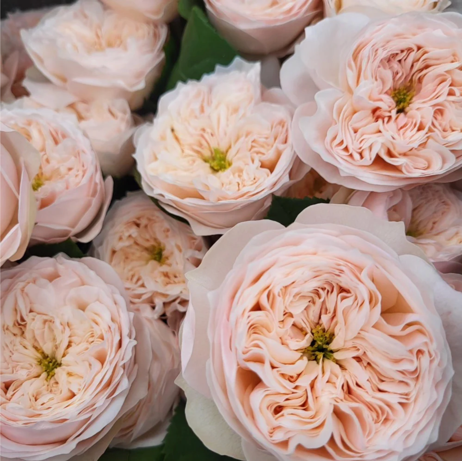Sweet Diamond – Creamy White Dutch Florist Rose (Own Root)