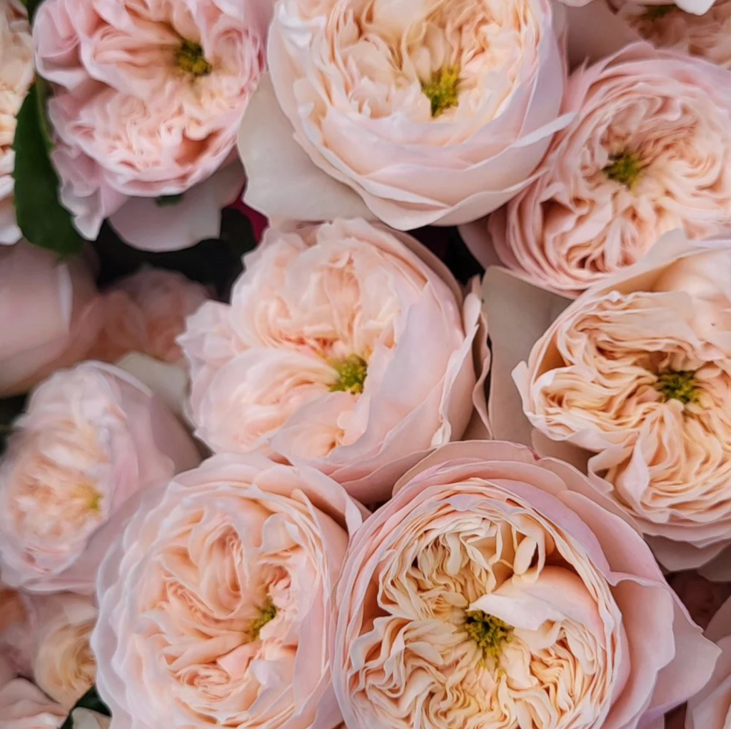 Sweet Diamond – Creamy White Dutch Florist Rose (Own Root)