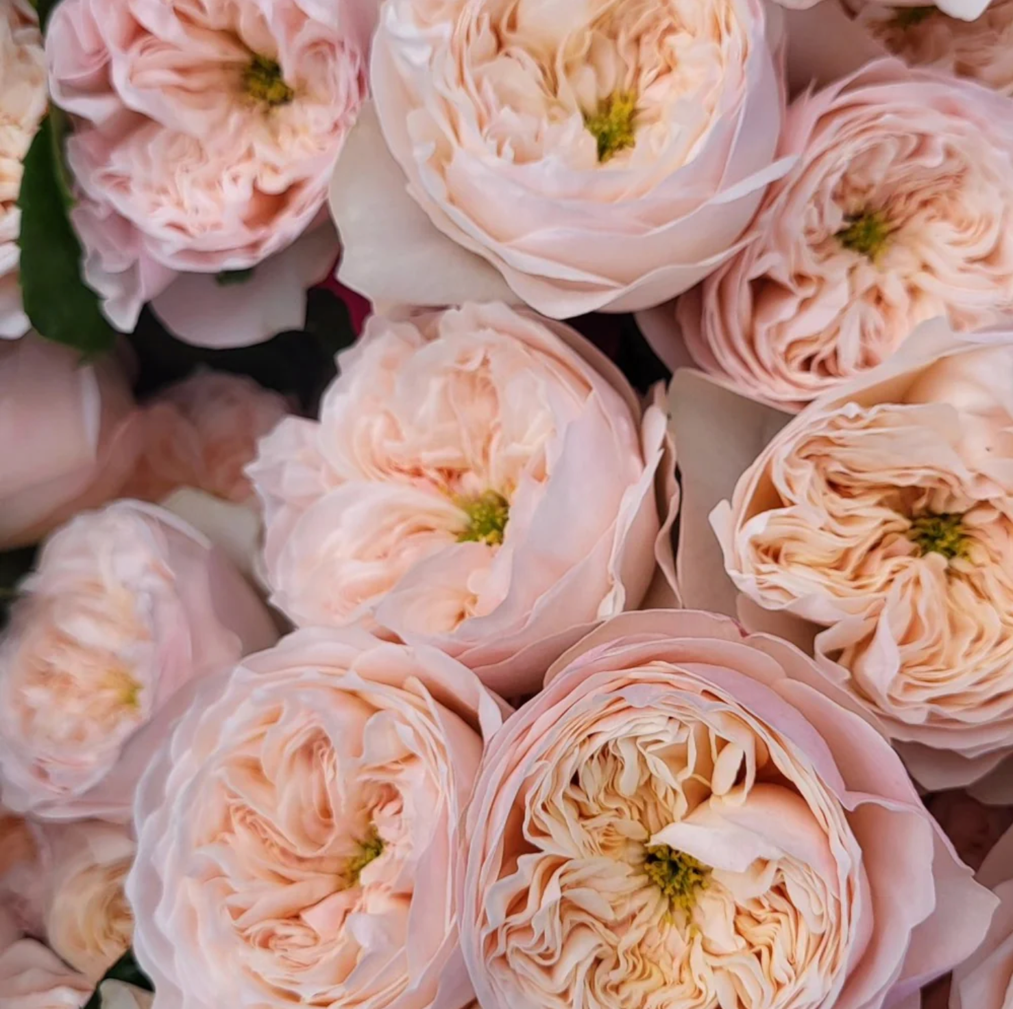 Sweet Diamond – Creamy White Dutch Florist Rose (Own Root)