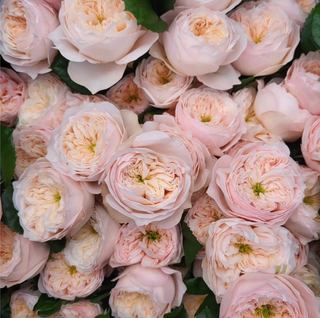 Sweet Diamond – Creamy White Dutch Florist Rose (Own Root)