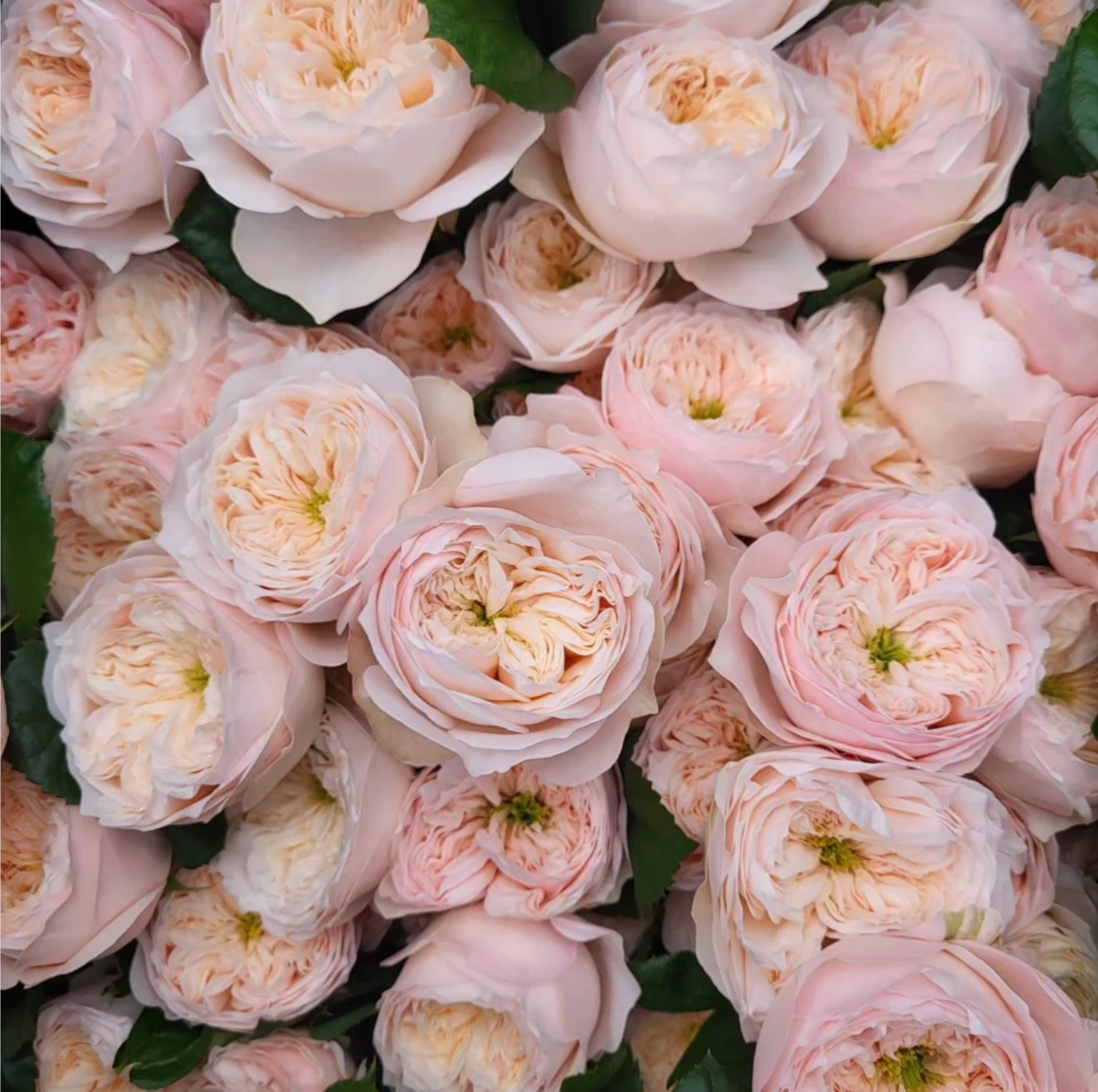 Sweet Diamond – Creamy White Dutch Florist Rose (Own Root)