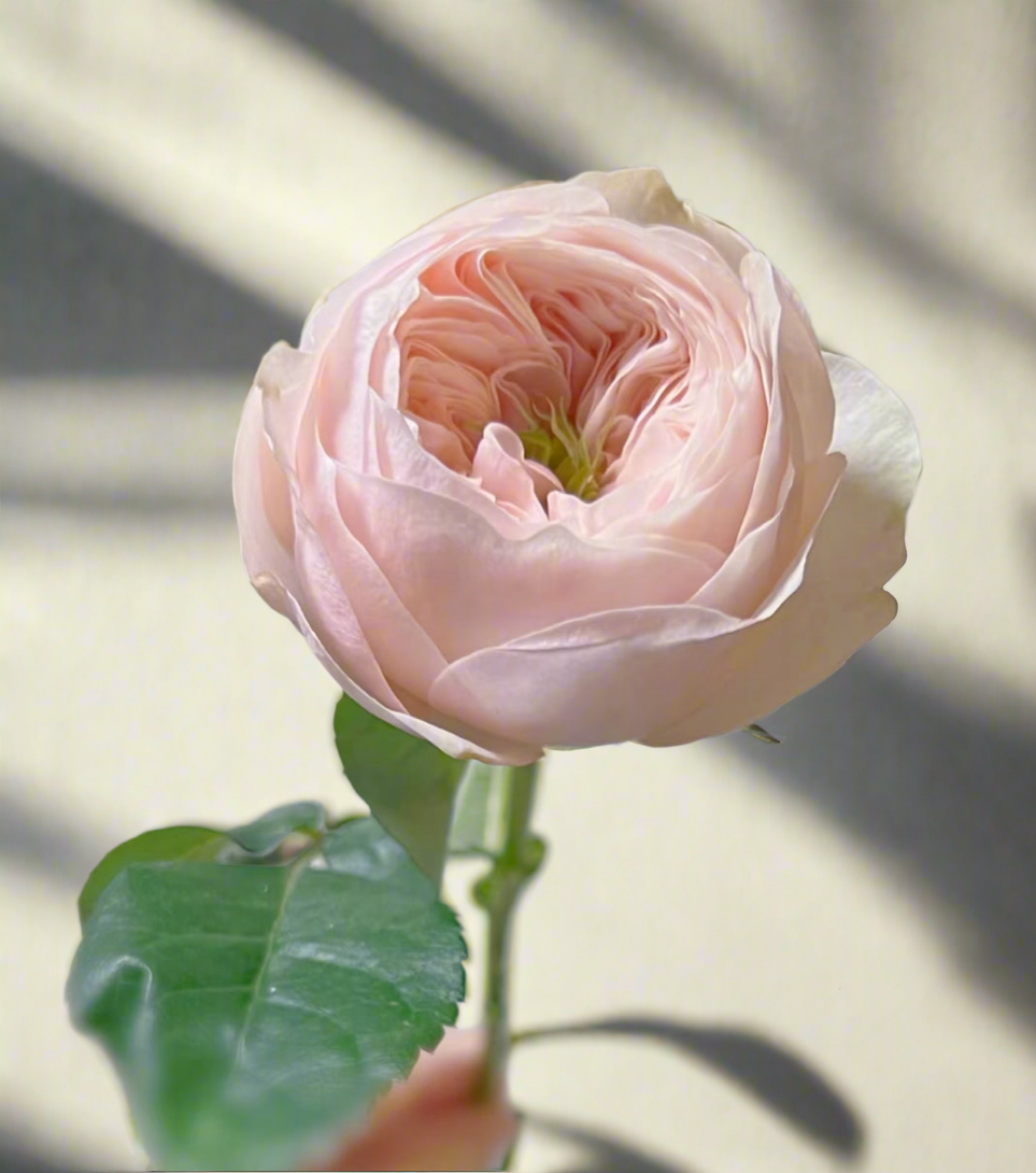Sweet Diamond – Creamy White Dutch Florist Rose (Own Root)