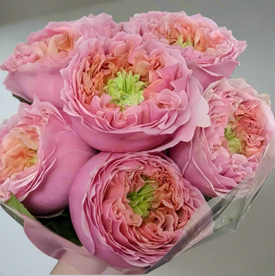 Sweet Eye – Pink & Green Dutch Florist Rose (Own Root)