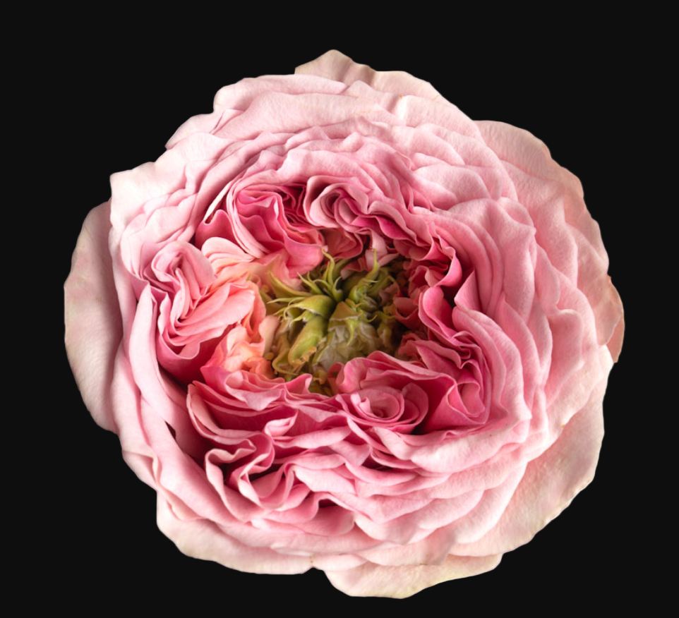 Sweet Eye – Pink & Green Dutch Florist Rose (Own Root)