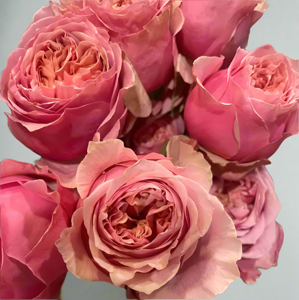 Sweet Eye – Pink & Green Dutch Florist Rose (Own Root)
