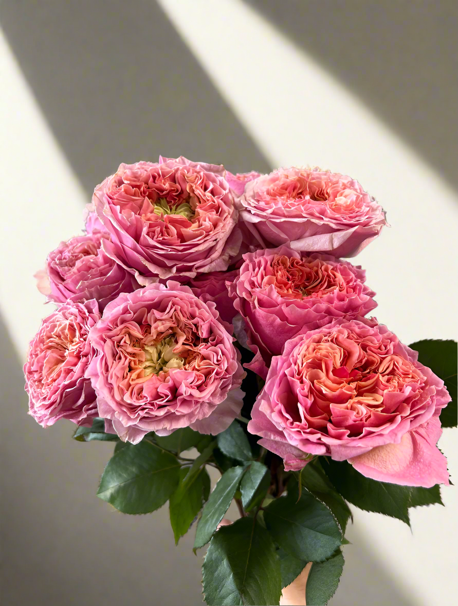 Sweet Eye – Pink & Green Dutch Florist Rose (Own Root)