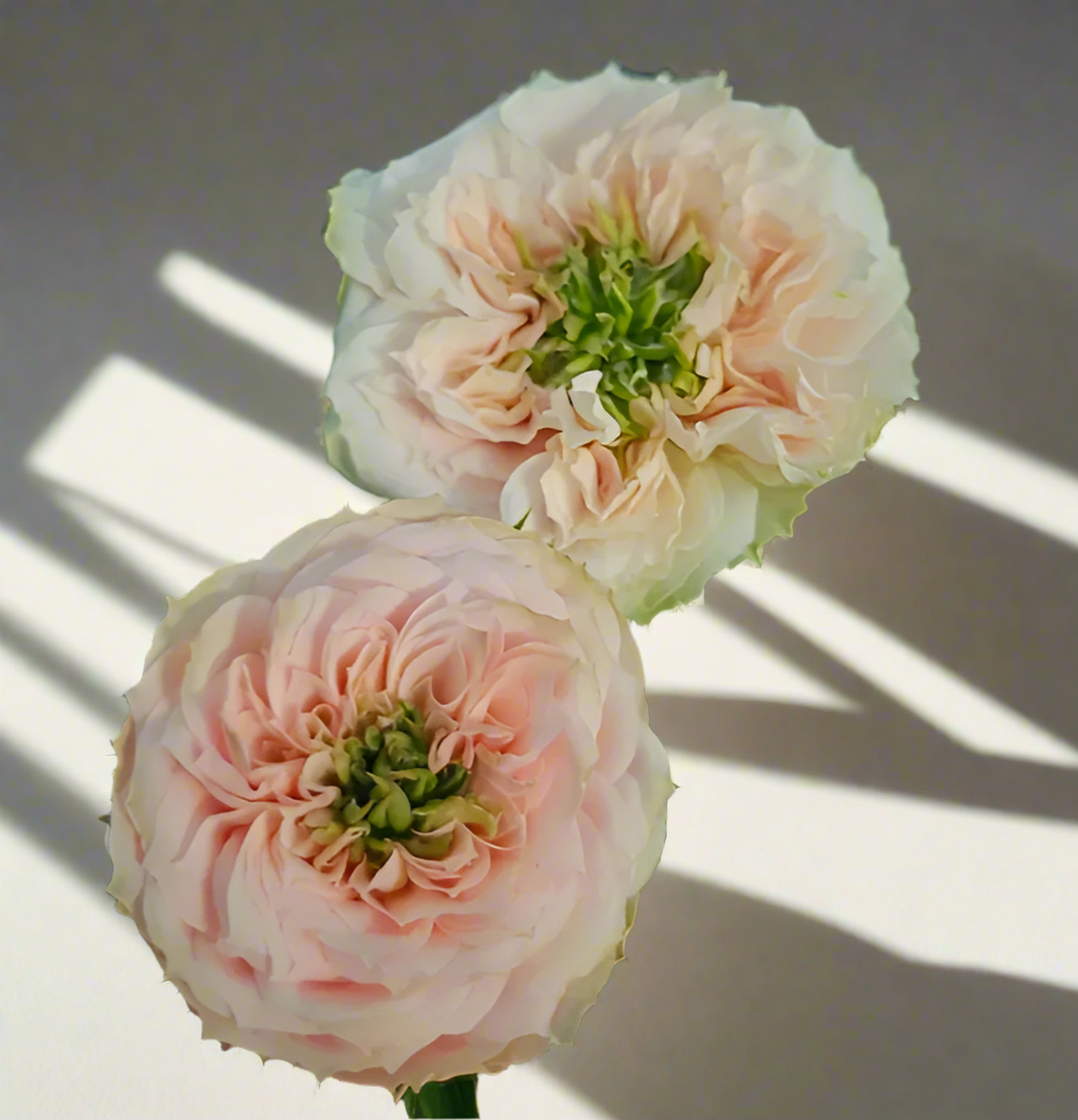 Sweet Eye – Pink & Green Dutch Florist Rose (Own Root)