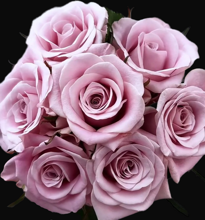 Sweet Menta – Pale Pink Florist Shrub Rose from the Netherlands (Own Root)