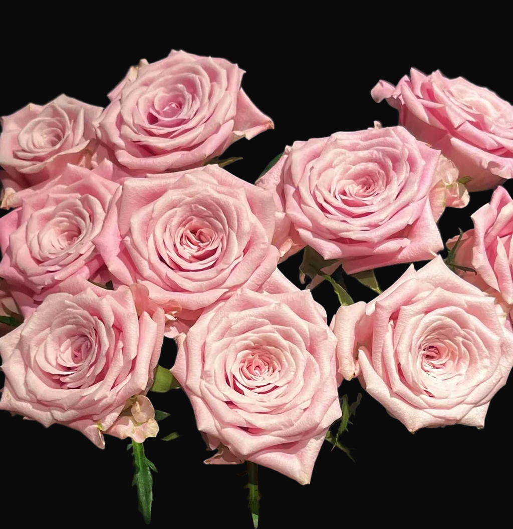 Sweet Menta – Pale Pink Florist Shrub Rose from the Netherlands (Own Root)
