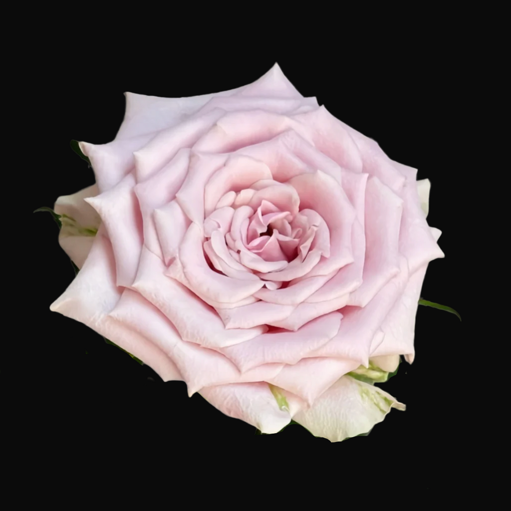 Sweet Menta – Pale Pink Florist Shrub Rose from the Netherlands (Own Root)