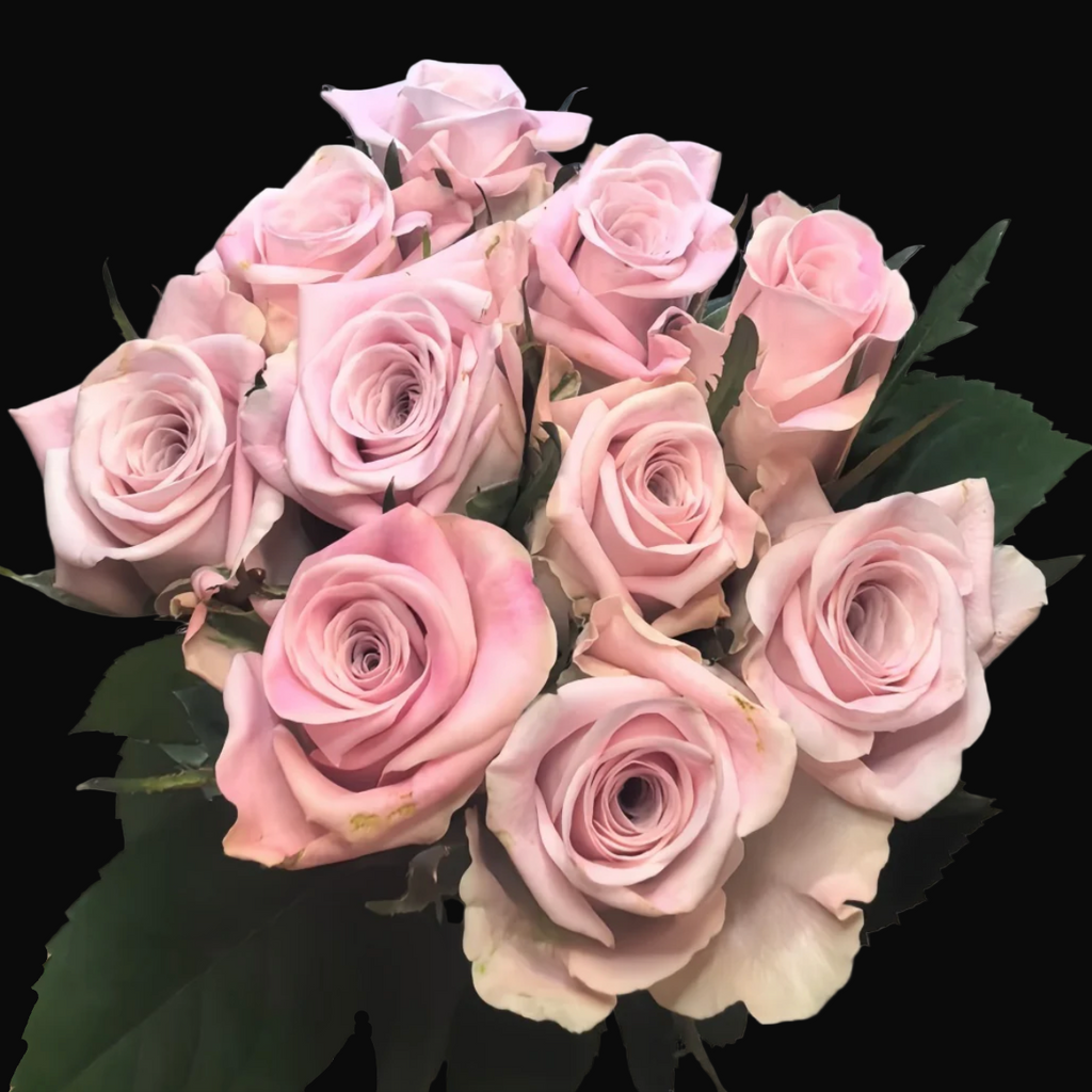 Sweet Menta – Pale Pink Florist Shrub Rose from the Netherlands (Own Root)