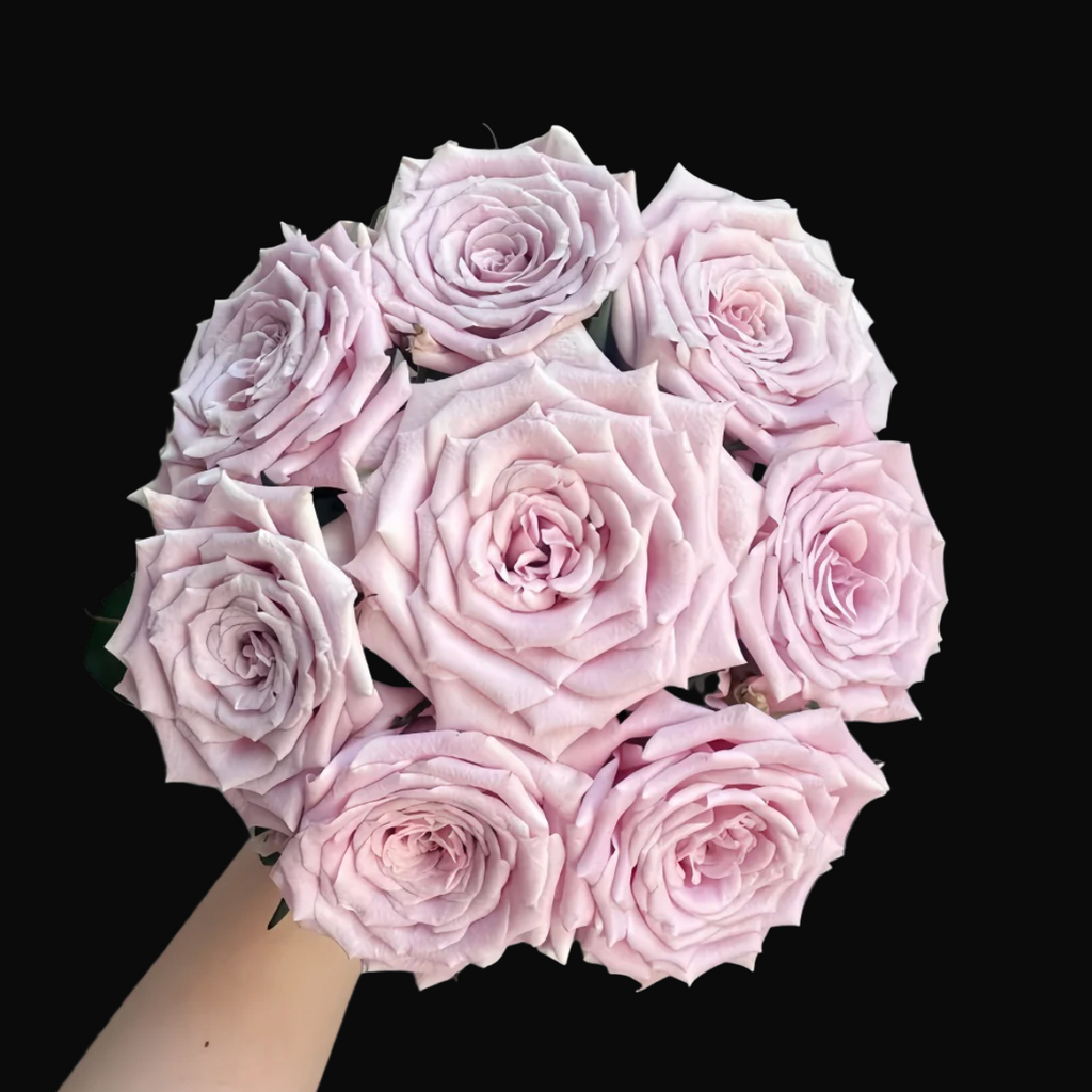 Sweet Menta – Pale Pink Florist Shrub Rose from the Netherlands (Own Root)