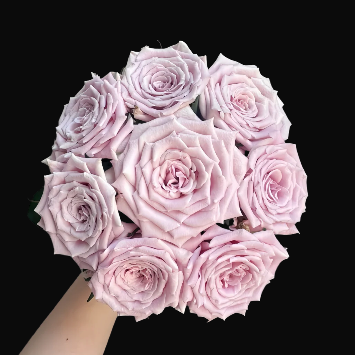 Sweet Menta – Pale Pink Florist Shrub Rose from the Netherlands (Own Root)