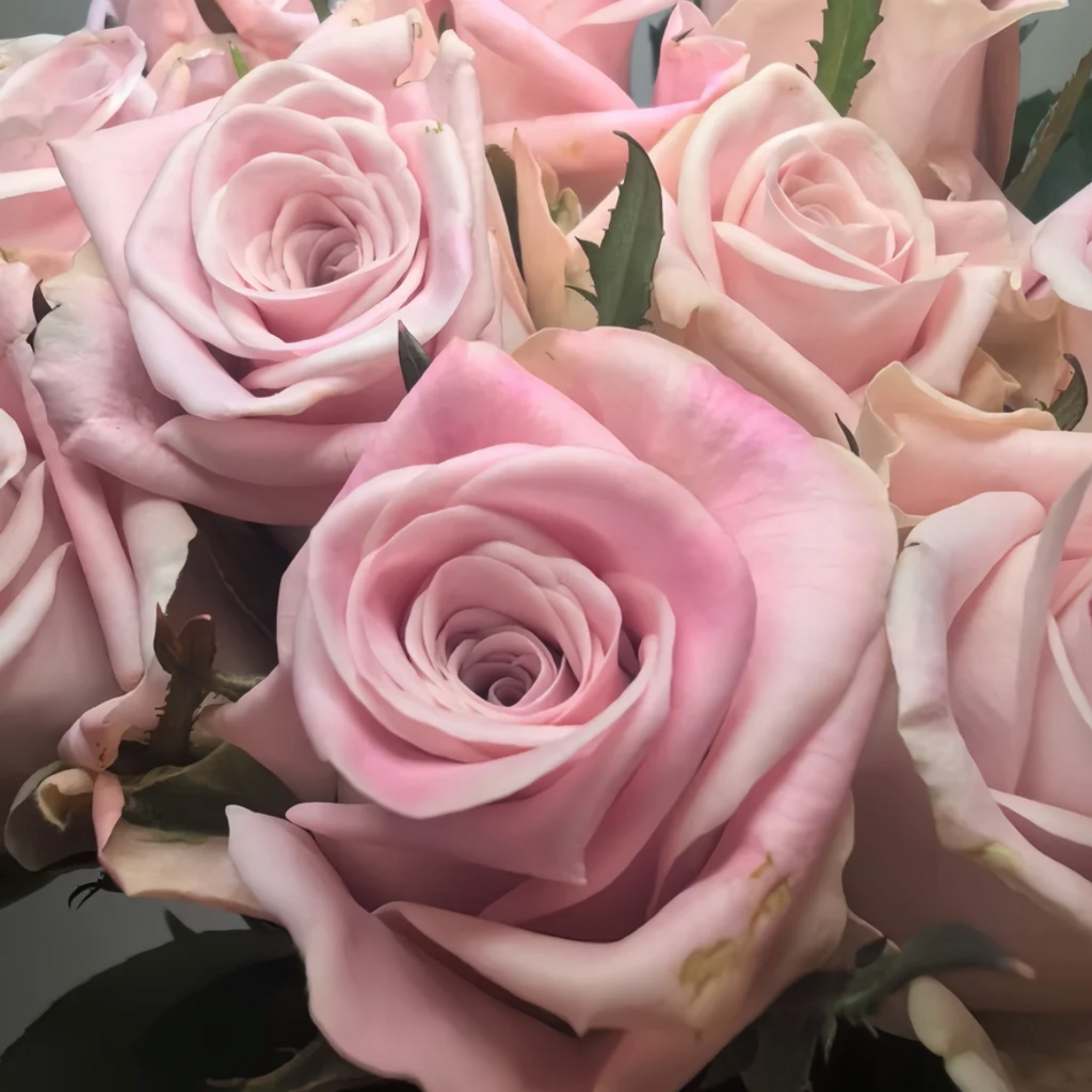 Sweet Menta – Pale Pink Florist Shrub Rose from the Netherlands (Own Root)