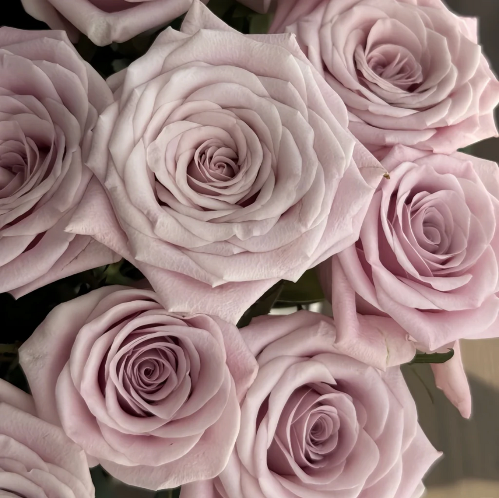 Sweet Menta – Pale Pink Florist Shrub Rose from the Netherlands (Own Root)