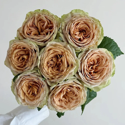 Teddy – Soft Brown Dutch Florist Rose (Own Root)