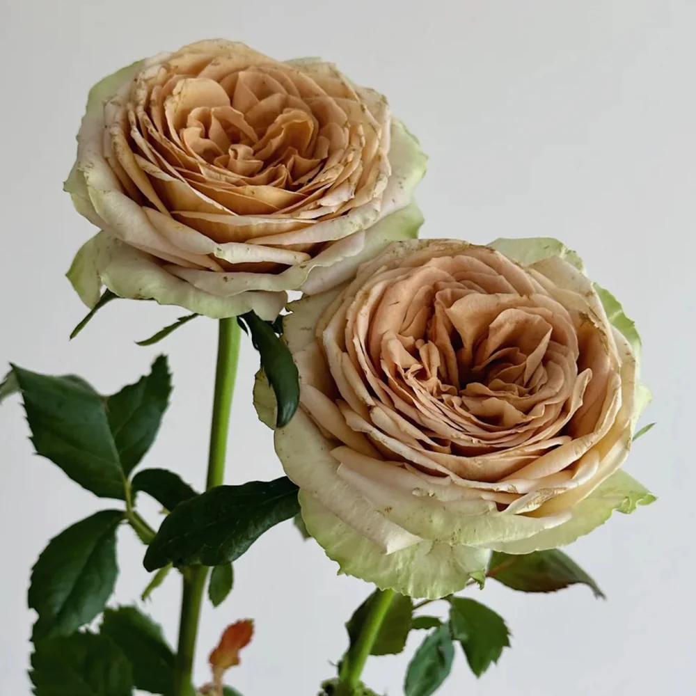 Teddy – Soft Brown Dutch Florist Rose (Own Root)