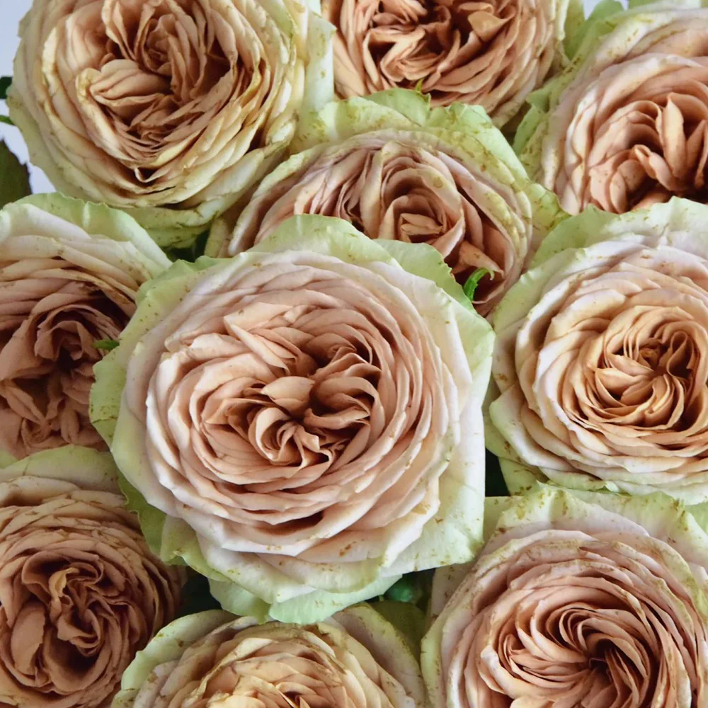 Teddy – Soft Brown Dutch Florist Rose (Own Root)