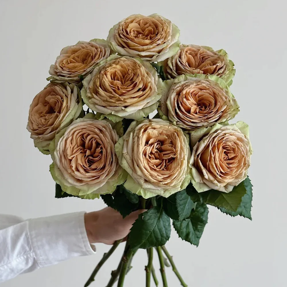 Teddy – Soft Brown Dutch Florist Rose (Own Root)