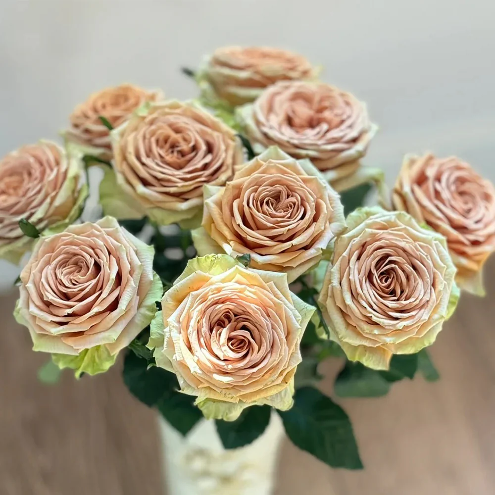 Teddy – Soft Brown Dutch Florist Rose (Own Root)
