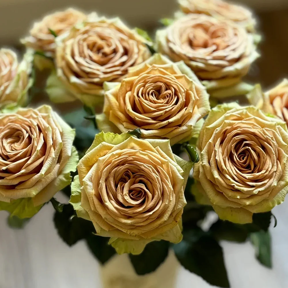 Teddy – Soft Brown Dutch Florist Rose (Own Root)
